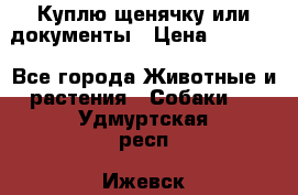 Куплю щенячку или документы › Цена ­ 3 000 - Все города Животные и растения » Собаки   . Удмуртская респ.,Ижевск г.